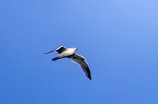 pacifica (253) copia.webp