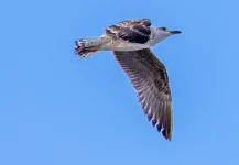 pacifica (359) copia.webp