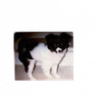 xixi