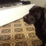 Skipper